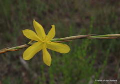 Moraea bulbillifera