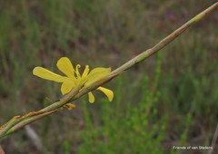 Moraea bulbillifera