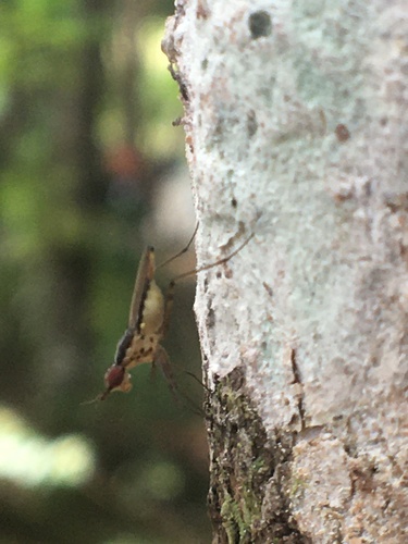 Telostylinus gressitti, 2021-12-11