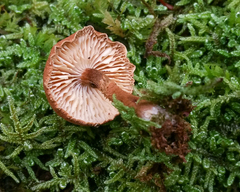 Cystodermella