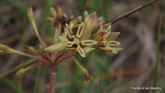 Asclepias crispa