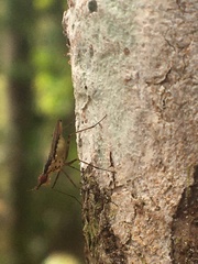 Telostylinus gressitti