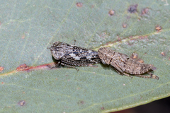 Eurymeloides adspersa