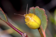 Paropsisterna pictipes