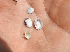 Corbicula australis