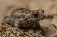 Uperoleia laevigata