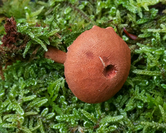 Cystodermella