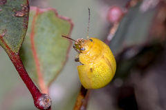 Paropsisterna pictipes