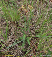 Asclepias crispa
