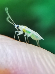 Nesidiocoris