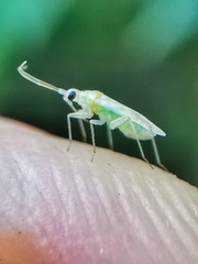 Nesidiocoris