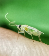 Nesidiocoris