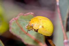 Paropsisterna pictipes