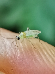 Nesidiocoris