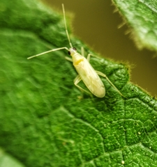 Nesidiocoris