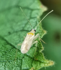Nesidiocoris