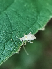 Nesidiocoris