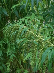 Datisca cannabina