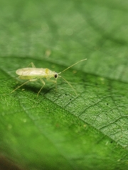 Nesidiocoris