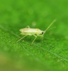 Nesidiocoris