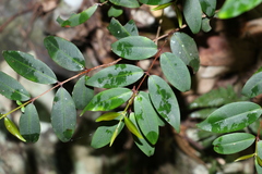 Pilidiostigma glabrum