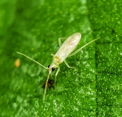 Nesidiocoris