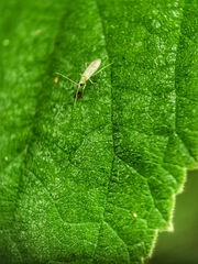 Nesidiocoris