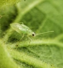 Nesidiocoris
