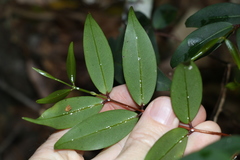 Pilidiostigma glabrum