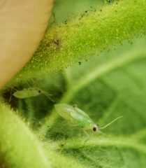 Nesidiocoris