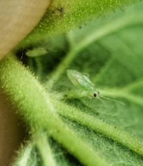 Nesidiocoris