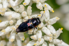 Neocuris fortnumi