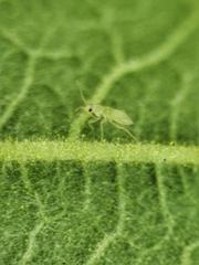 Nesidiocoris