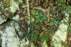 Pilidiostigma glabrum