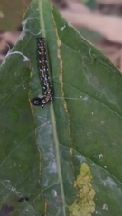 Cydalima laticostalis