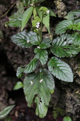 Epithema benthamii