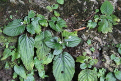 Epithema benthamii