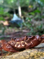 Barytelphusa cunicularis