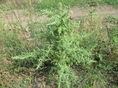 Axyris amaranthoides