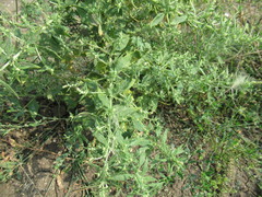 Axyris amaranthoides