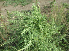 Axyris amaranthoides