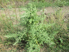 Axyris amaranthoides