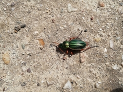 Carabus auratus