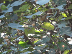 Phylloscopus proregulus