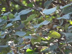 Phylloscopus proregulus