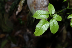 Rubus nebulosus