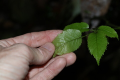 Rubus nebulosus