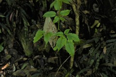 Rubus nebulosus