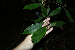 Quintinia sieberi