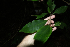 Quintinia sieberi